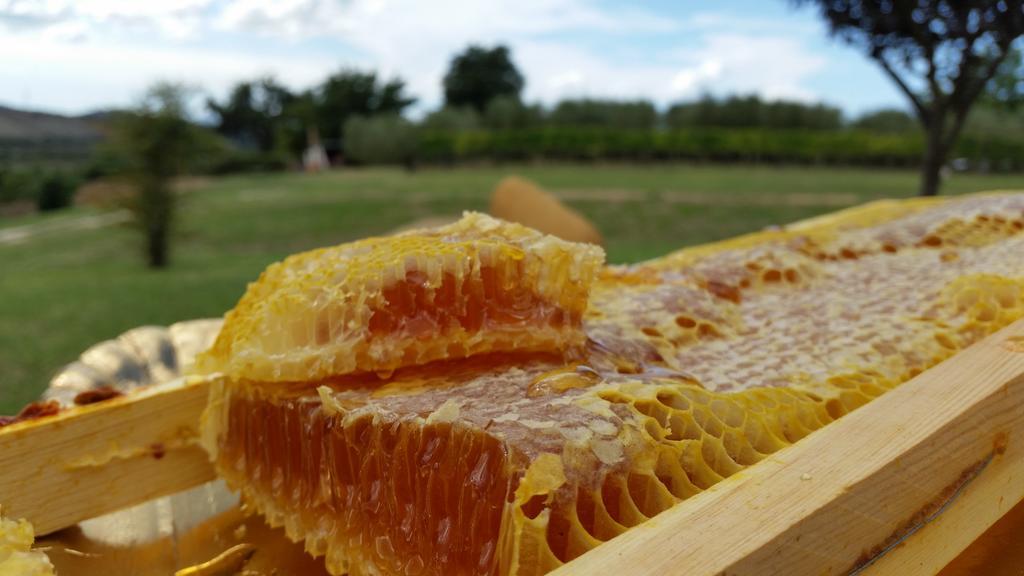 I Sicomori - Seme Di Carota - Glamping E Appartamenti Con Piscina A 사투르니아 외부 사진